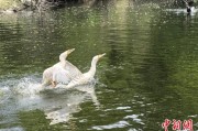 问卦求签吉林：罕见白鸬鹚连续两年“故地重游”