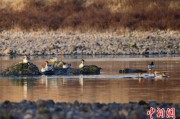 问卦求签歙县完成安徽首个县域生物多样性调查 共记录物种近4千种