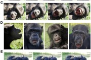 问卦求签国际最新研究：机器人“打哈欠” 黑猩猩被传染